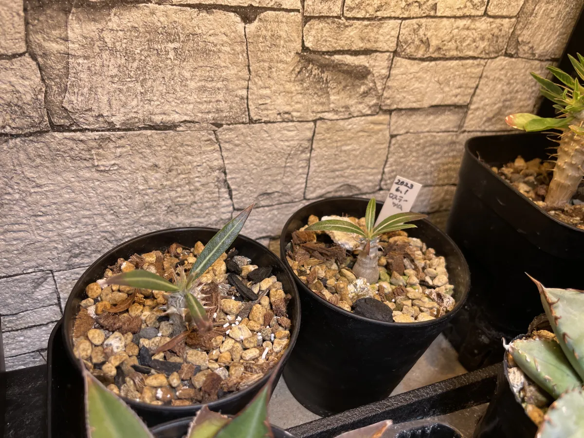 Pachypodium rosulatum (パキポディウム ロスラーツム)