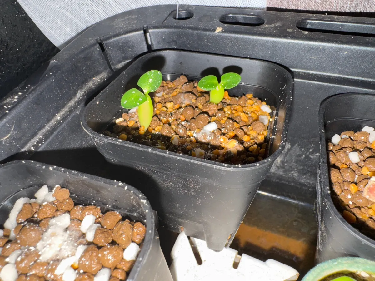 Pachypodium succulentum (パキポディウム サキュレンタム 天馬空)