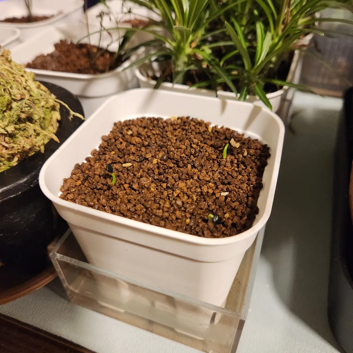 Agave utahensis var. eborispina 'Corkscrew' (アガベ ユタエンシスコークスクリュー)