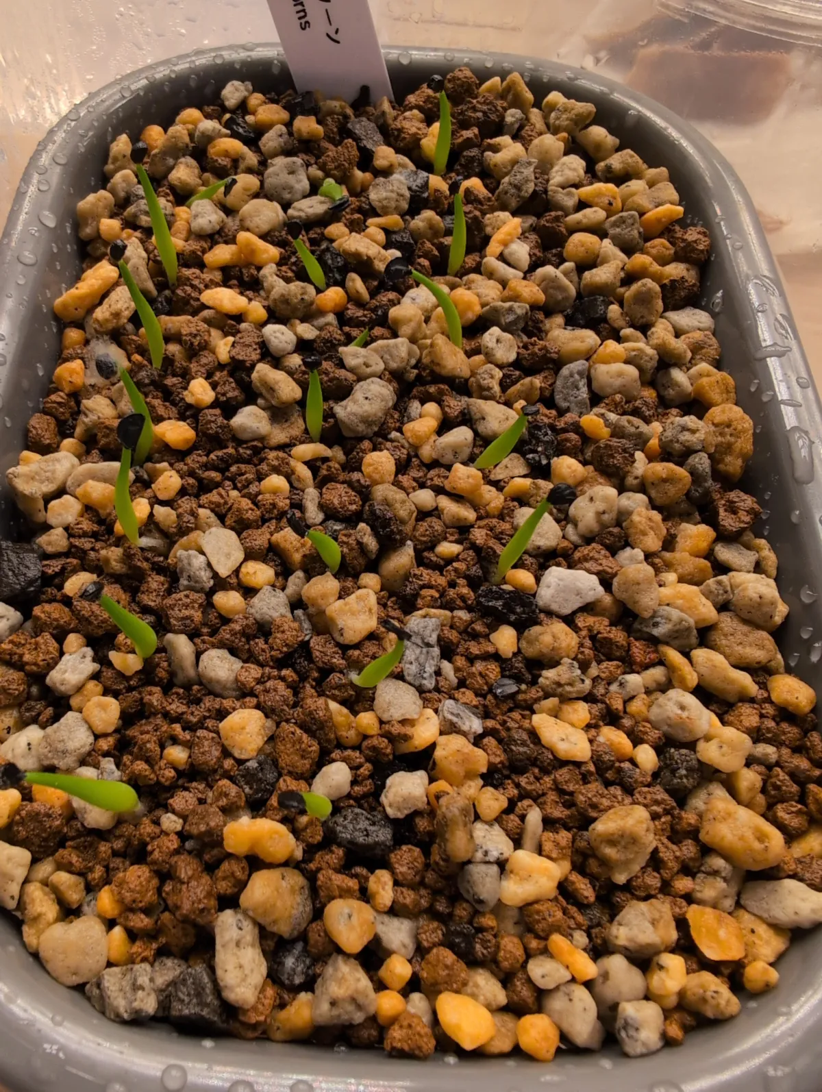 Agave horrida 'Chocolate Thorn' (アガベ ホリダ チョコレートソーン)