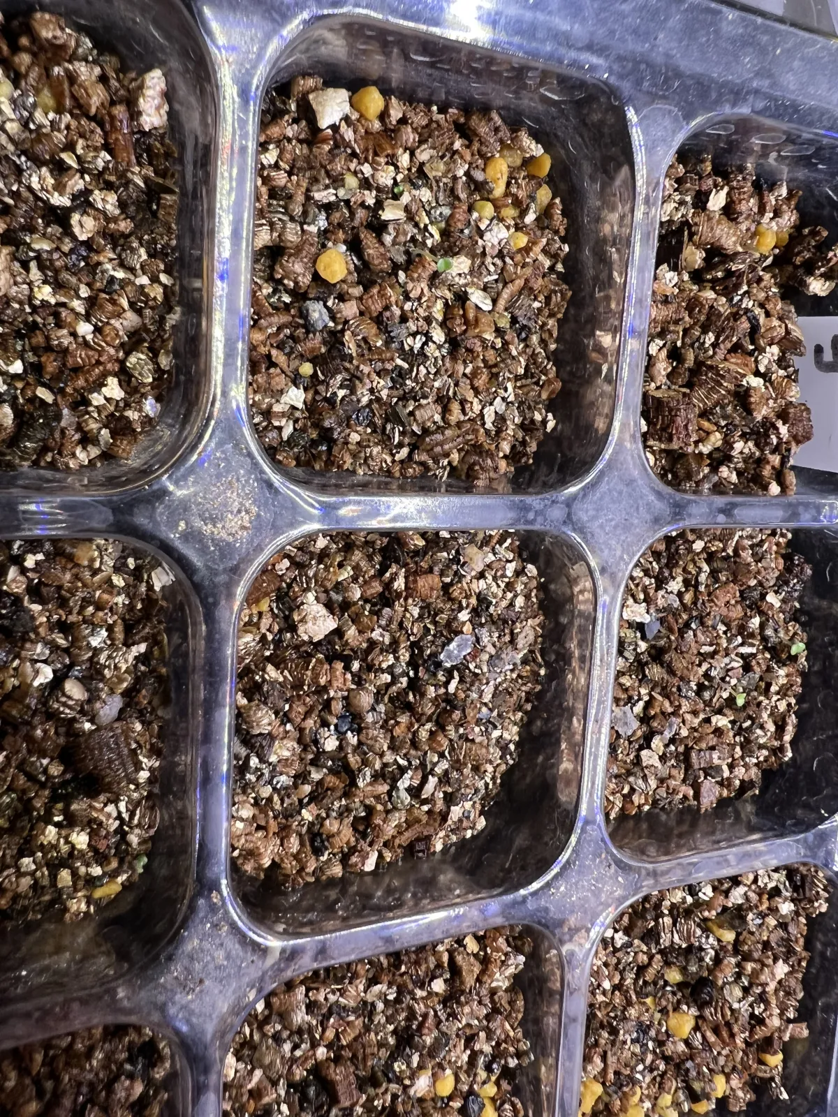 Echeveria Pinwheel (エケベリア ピンウィール)