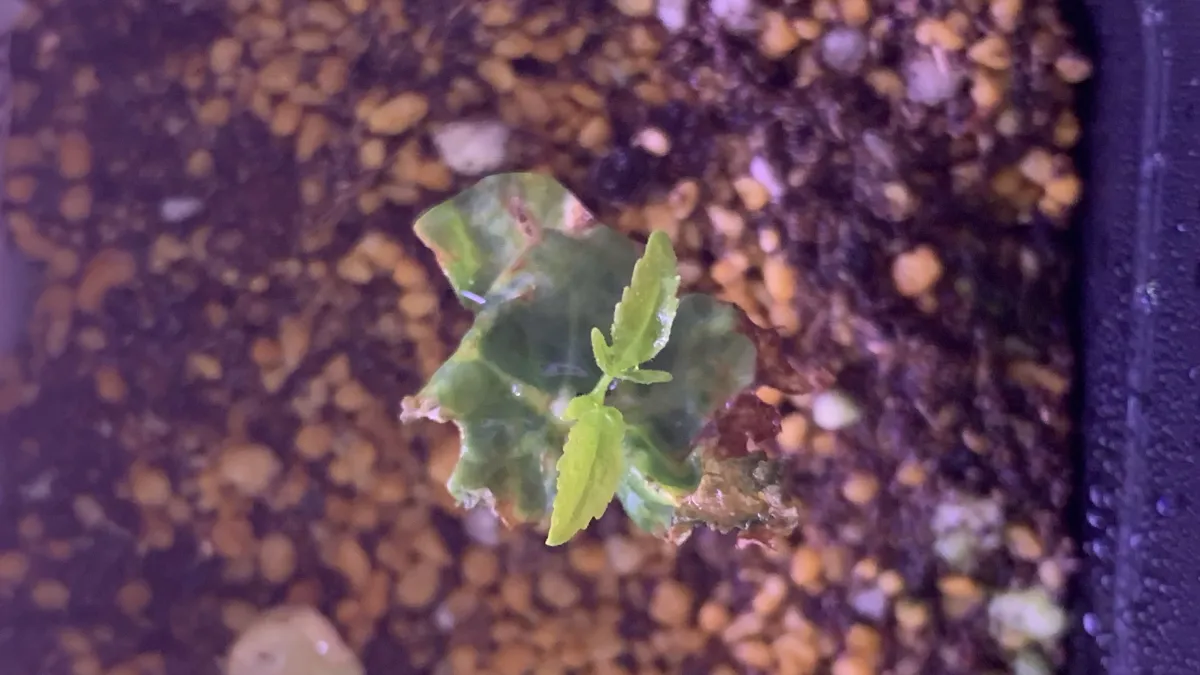 Commiphora hyphaenoides sp. tulear (コミフォラ ヒファエノイデス)