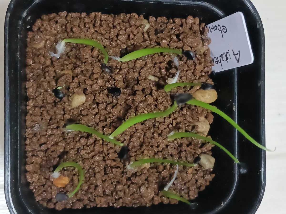 Agave utahensis var. eborispina 'Vegas' (アガベ エボリスピナ ヴェガス)