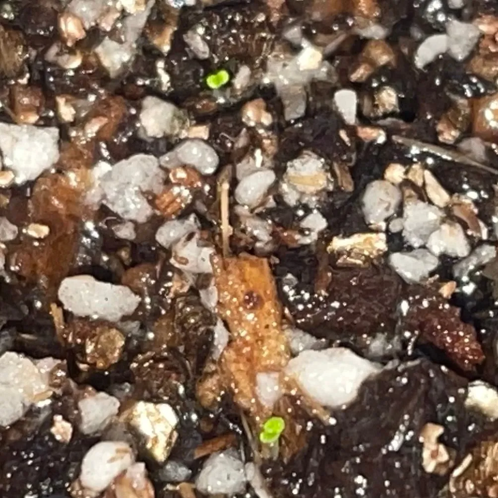 Begonia fulgurata (ベゴニア フルグラータ)