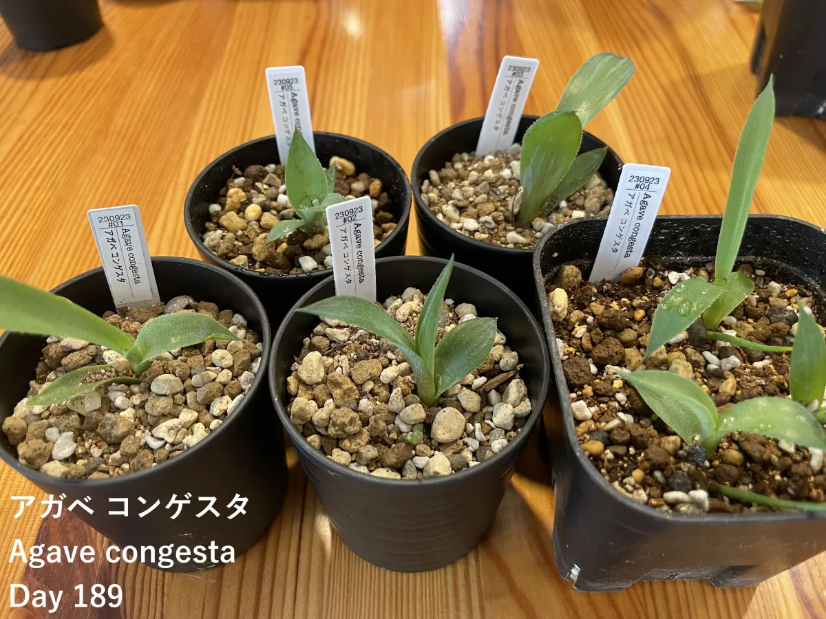 Agave congesta (アガベ コンゲスタ)