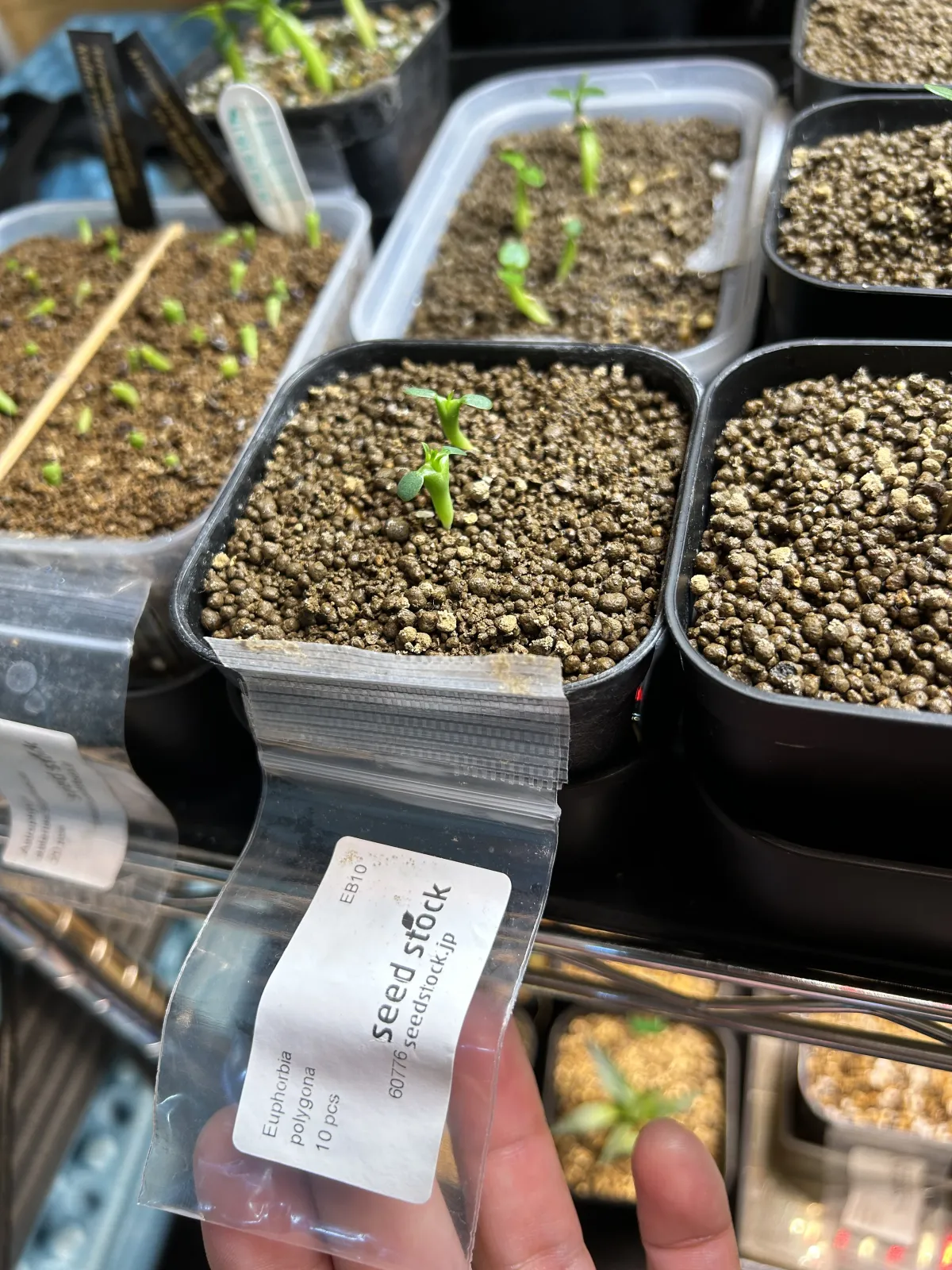 Euphorbia polygona (ユーフォルビア ポリゴナ)