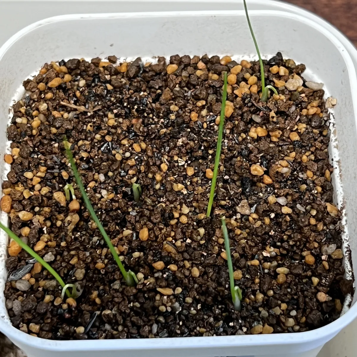 Dasylirion wheeleri (ダシリリオン ウィーレリ)