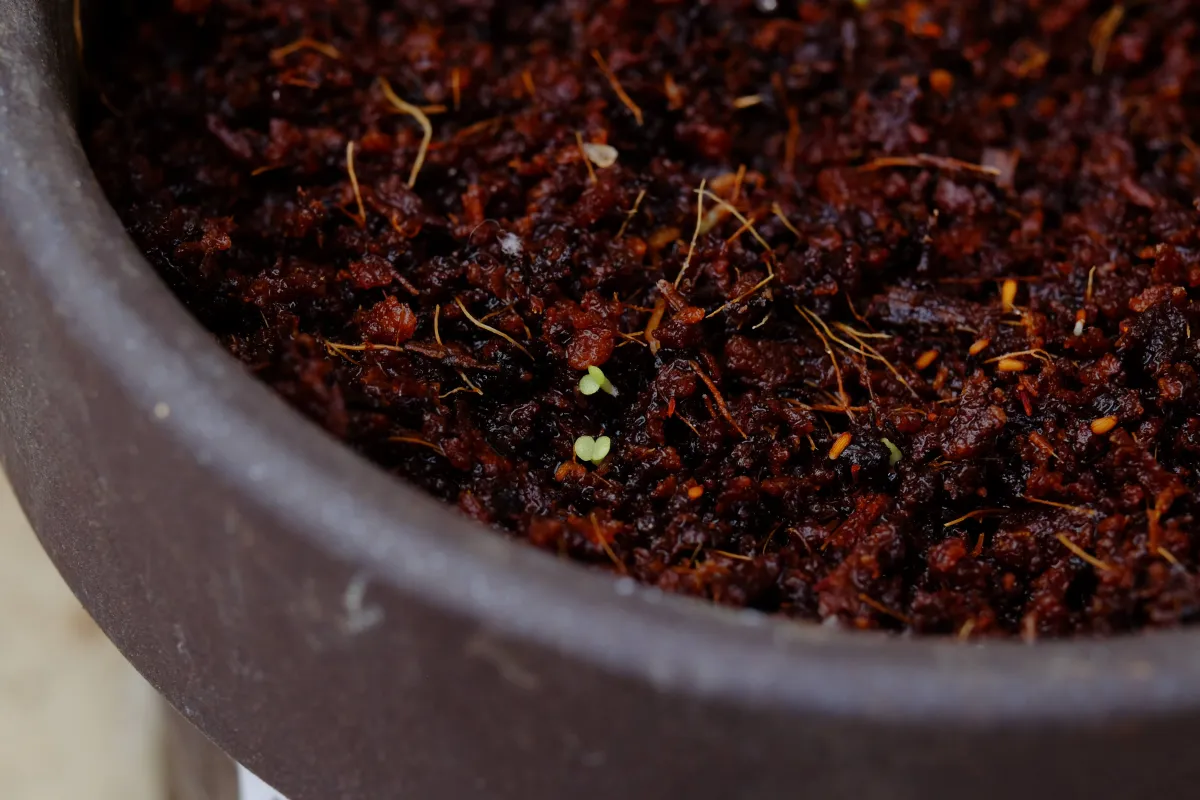 Dudleya pulverulenta (ダドレヤ プルベルレンタ)