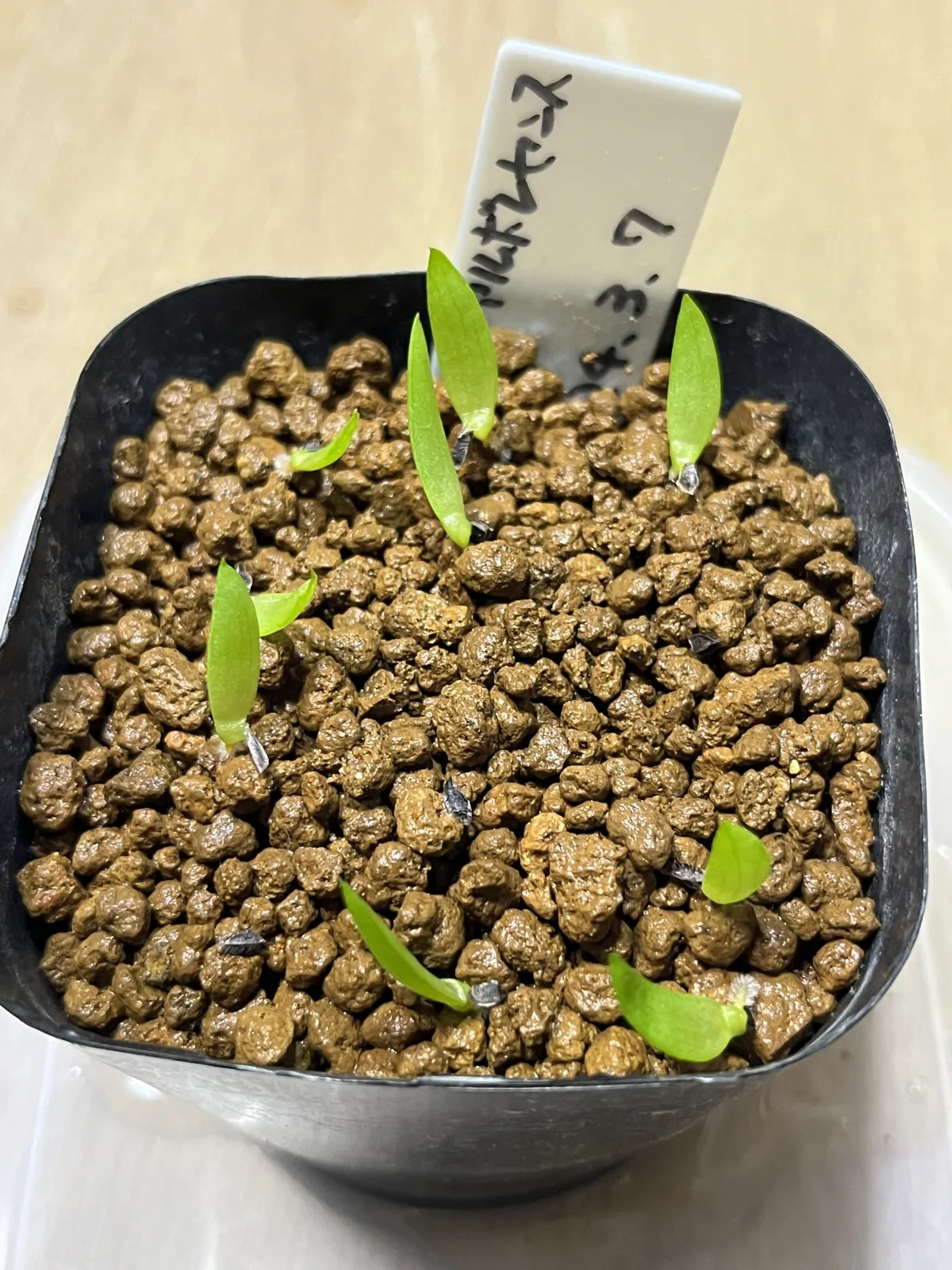 Aloe verdoorniae (アロエ ベルドーニアエ 星霞)