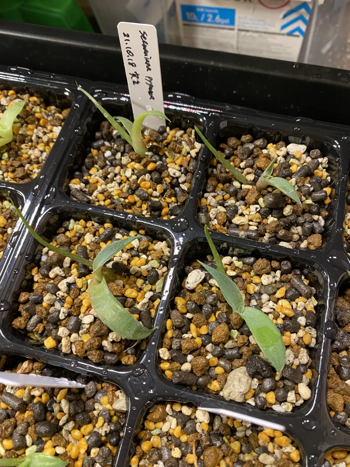 Agave seemanniana (アガベ ピグマエア)