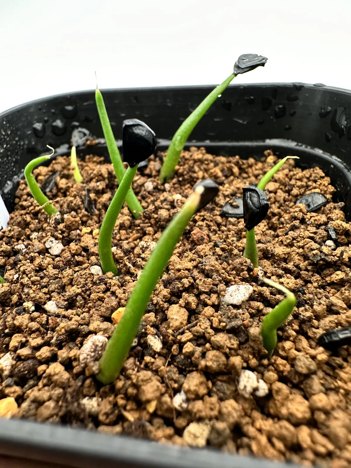 Agave isthmensis (アガベ イシスメンシス)