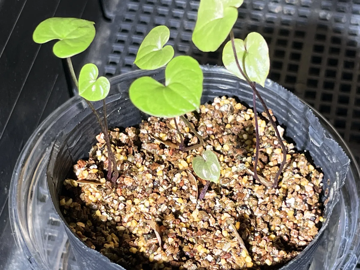 Dioscorea elephantipes (ディオスコレア エレファンティペス アフリカ亀甲竜)