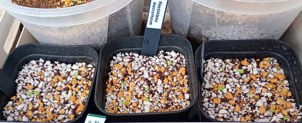 Mestoklema macrorhizum (メストクレマ マクロリザム)