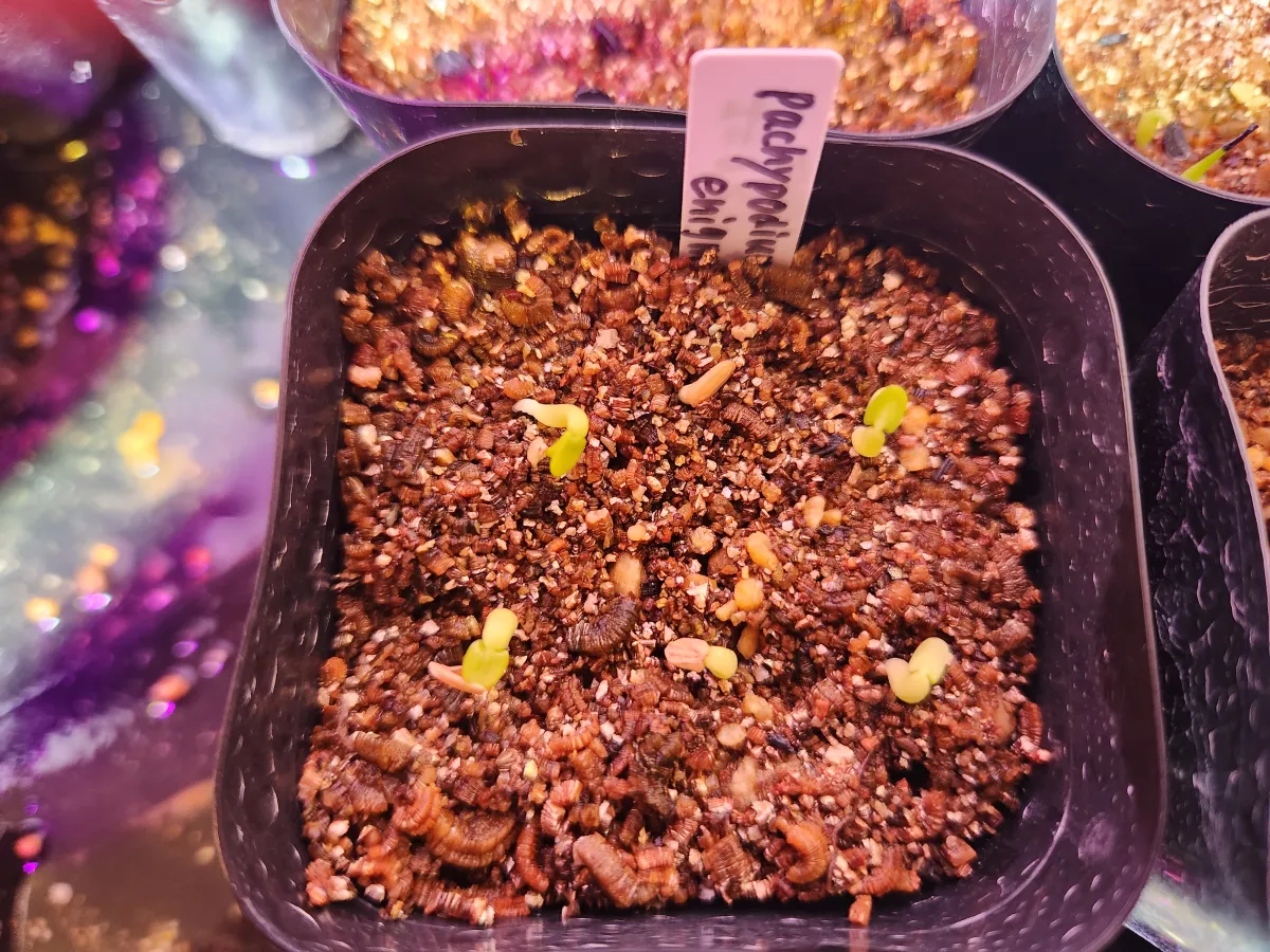 Pachypodium enigmaticum (パキポディウム エニグマチカム)