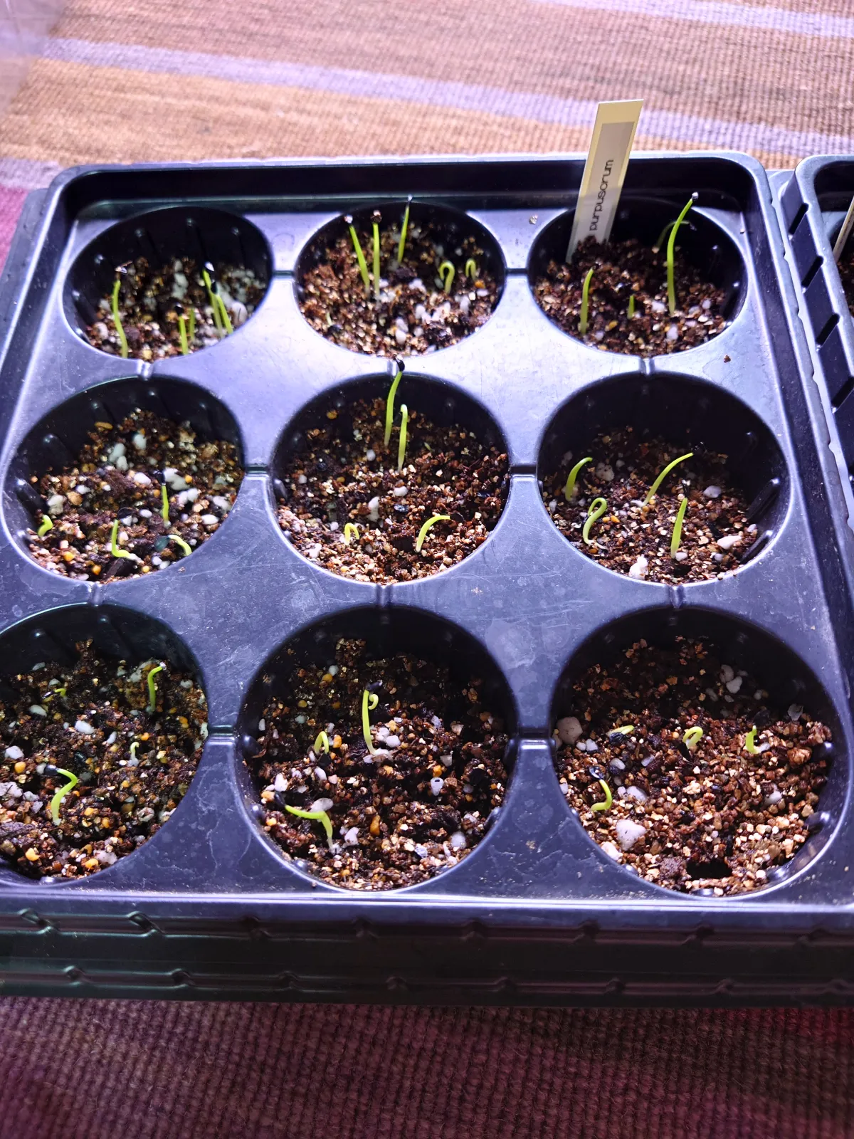 Agave ghiesbreghtii 'Purpusorum' (アガベ パルプソーラム)