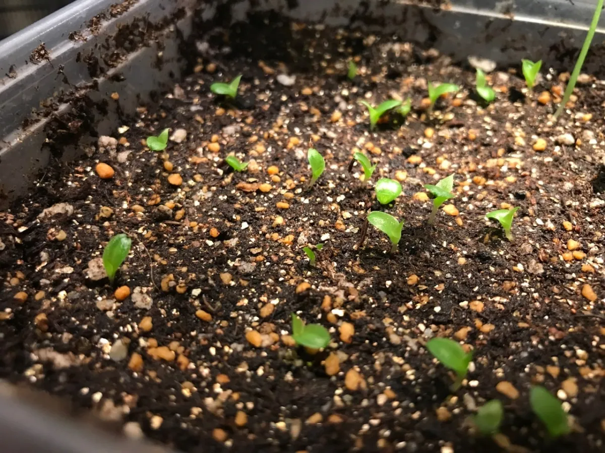 Hechtia glomerata (ヘクチア グロメラータ)