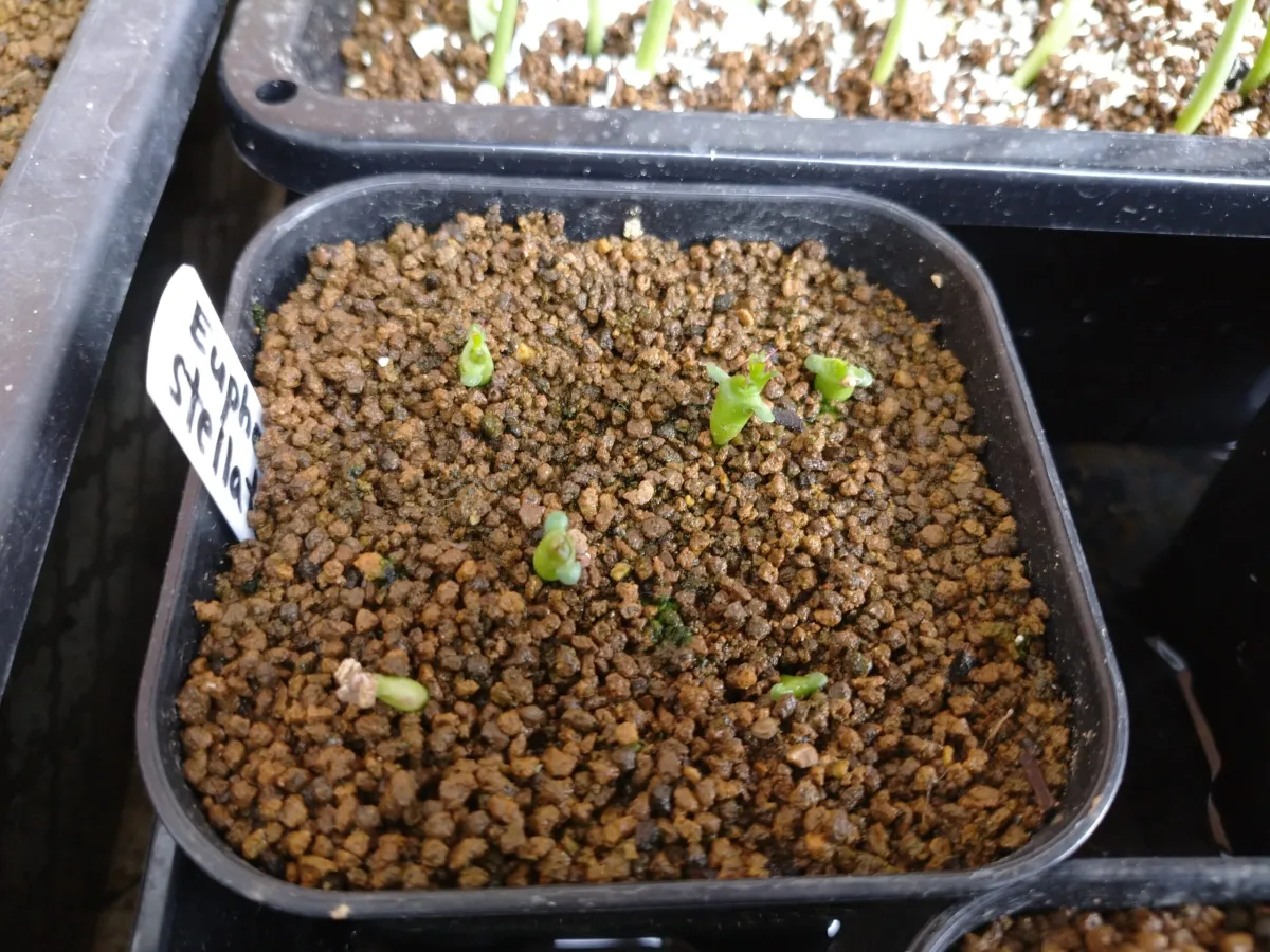 Euphorbia stellata (ユーフォルビア ステラータ 飛竜)