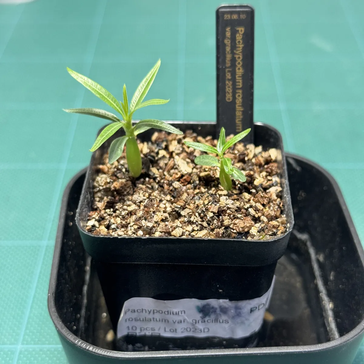 Pachypodium rosulatum var. gracilius (パキポディウム グラキリス)