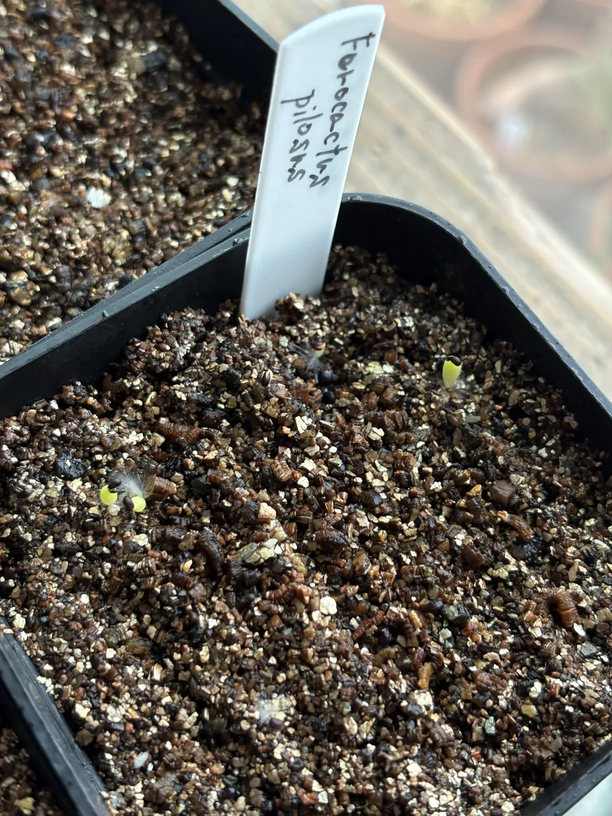 Ferocactus pilosus (フェロカクタス ピローサス)