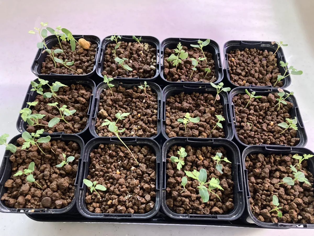 Pachycormus discolor (パキコルムス ディスカラー)