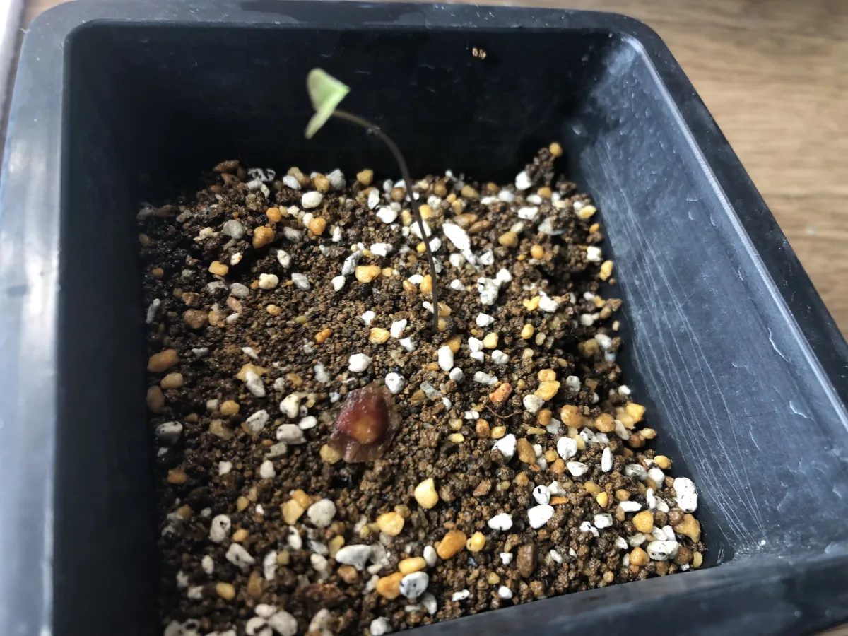 Dioscorea elephantipes (ディオスコレア エレファンティペス アフリカ亀甲竜)