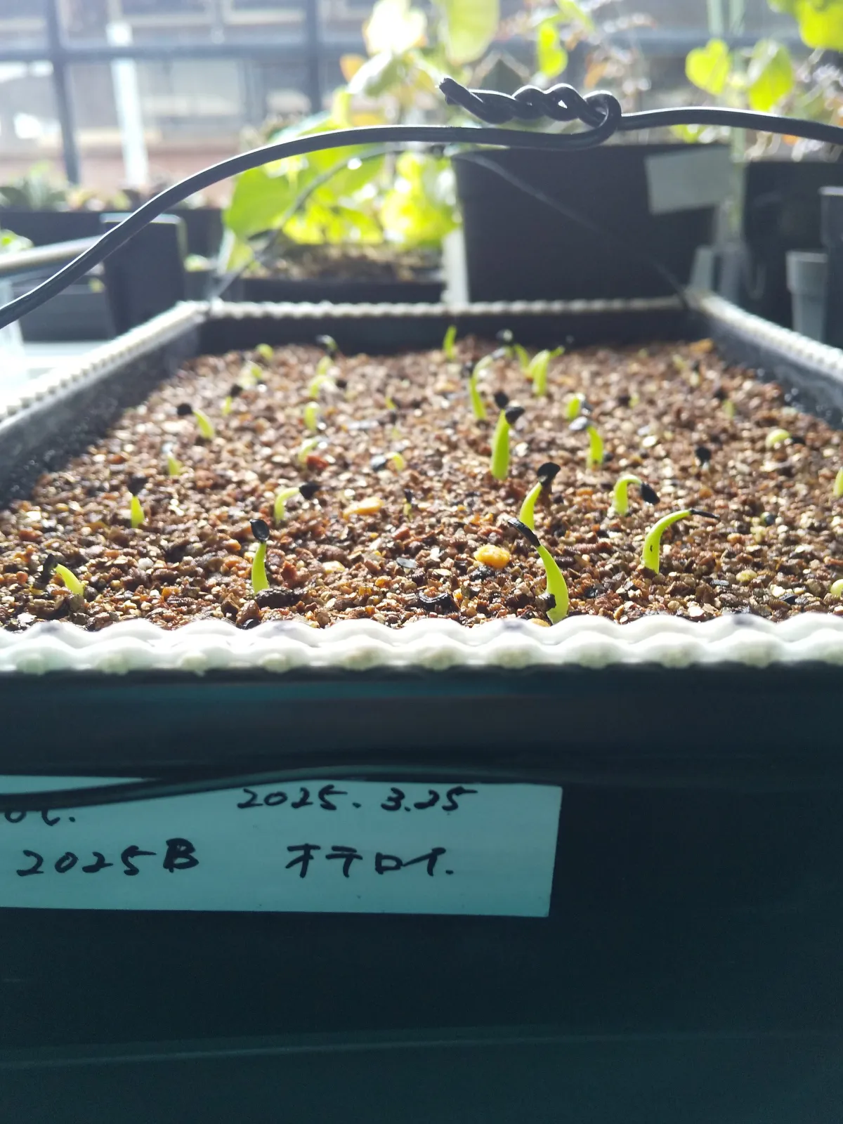 Agave oteroi (アガベ オテロイ)