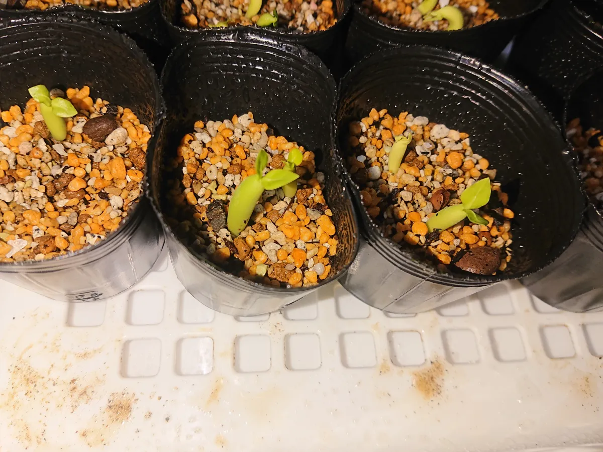 Adenium arabicum Black Stem (アデニウム アラビカム ブラックステム)