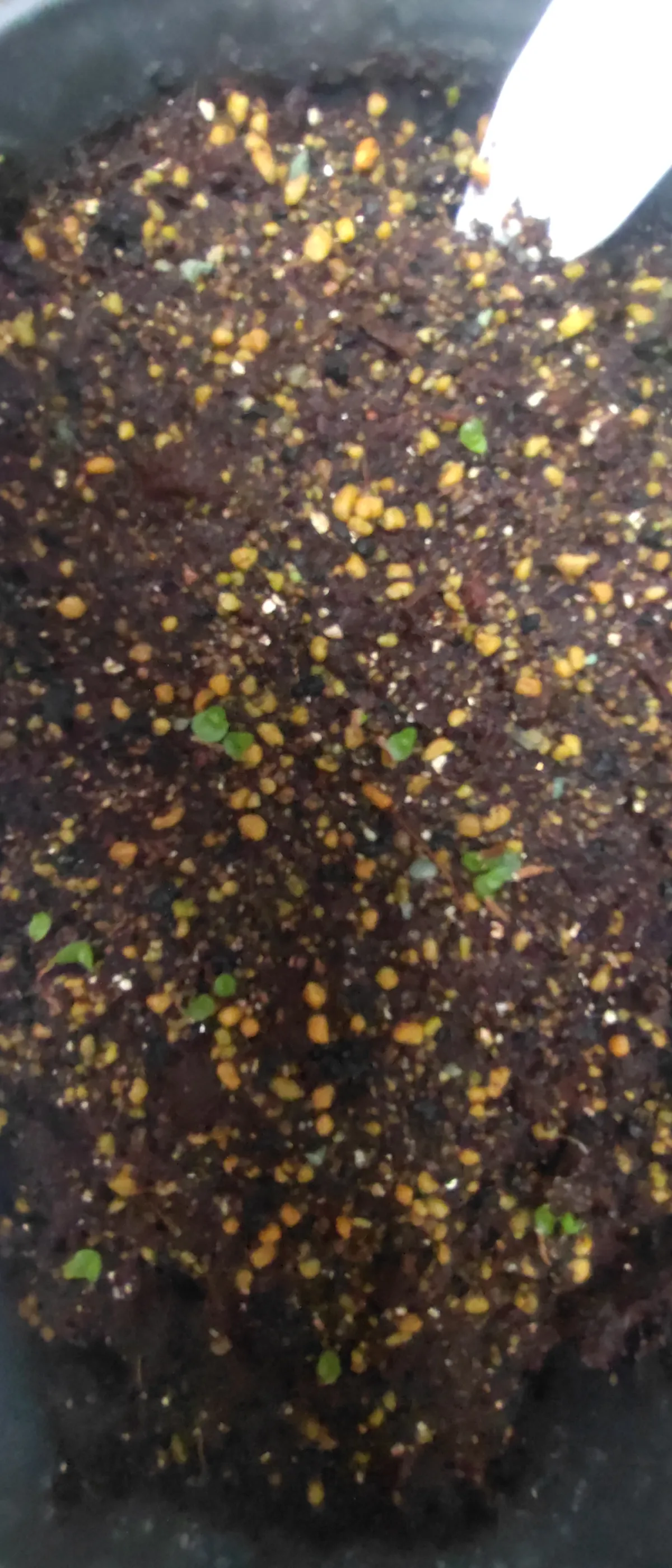 Hechtia texensis (ヘクチア テクセンシス)