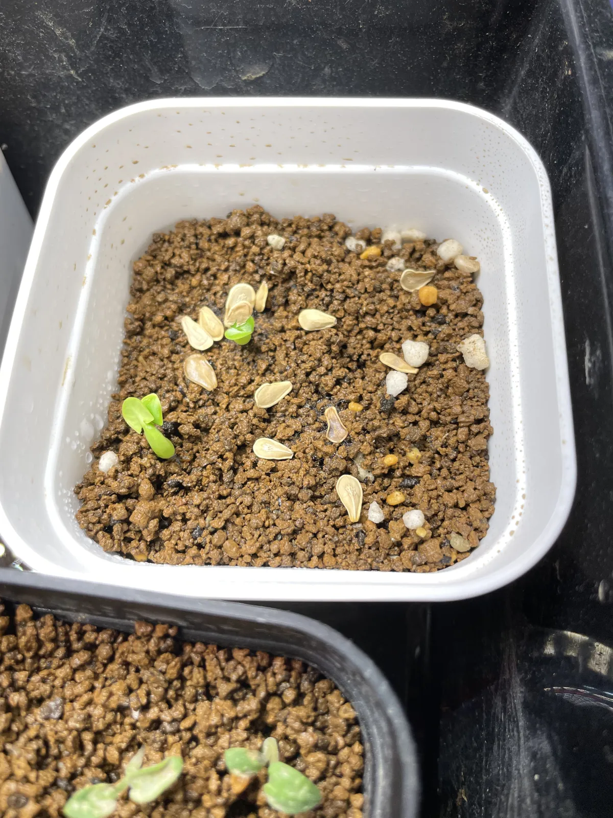 Fockea edulis (フォッケア 火星人)