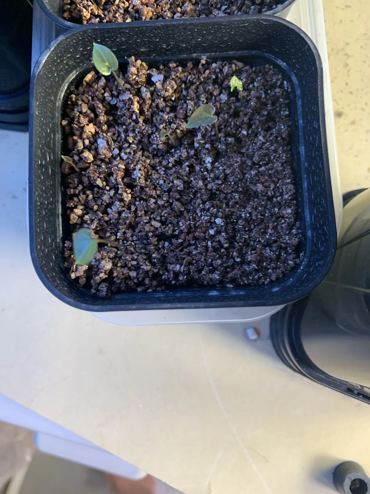 Dioscorea elephantipes (ディオスコレア エレファンティペス2023F)