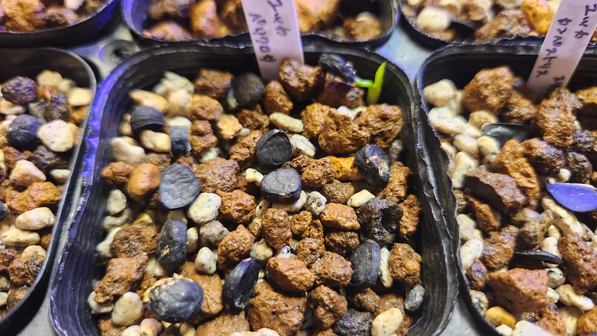 Yucca periculosa (ユッカ ペリクローサ)