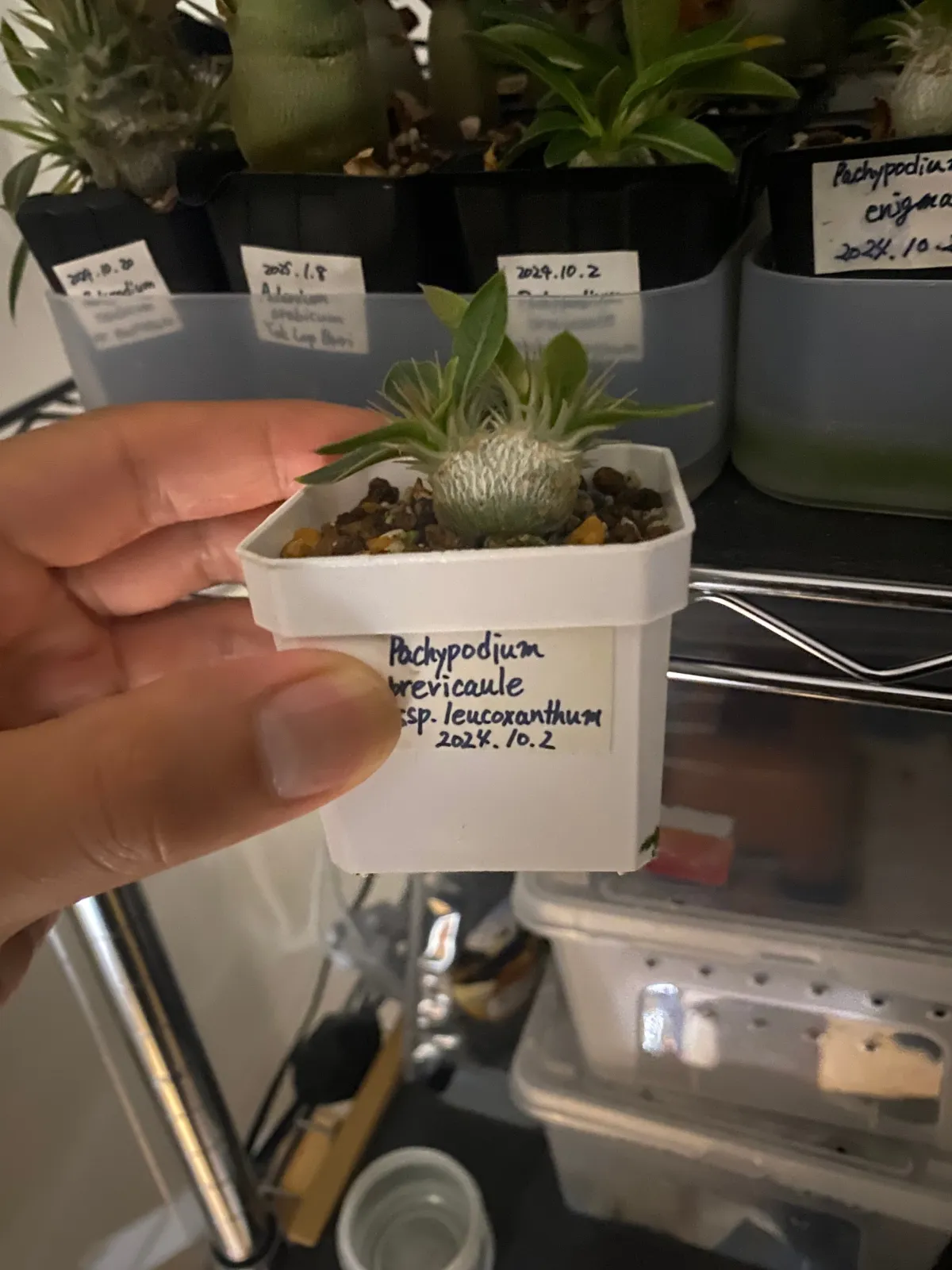 Pachypodium brevicaule subsp. leucoxanthum (パキポディウム レウコキサンツム)