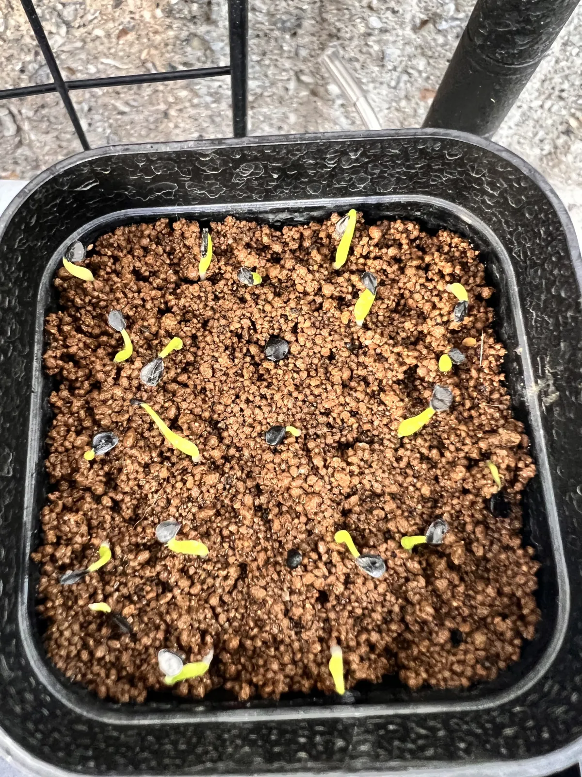 Agave utahensis var. eborispina (アガベ エボリスピナ)