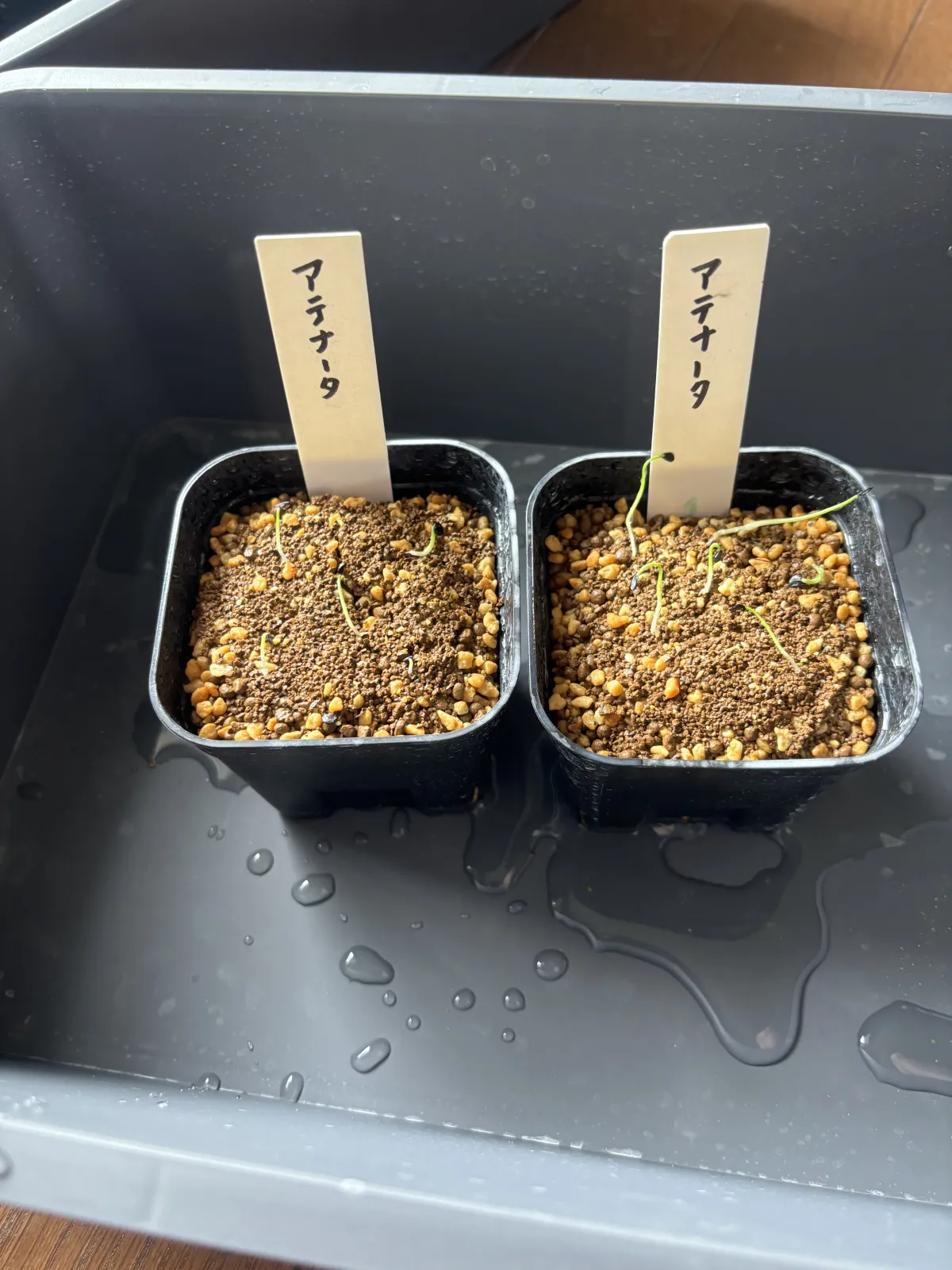 Agave attenuata (アガベ アテナータ 初緑)