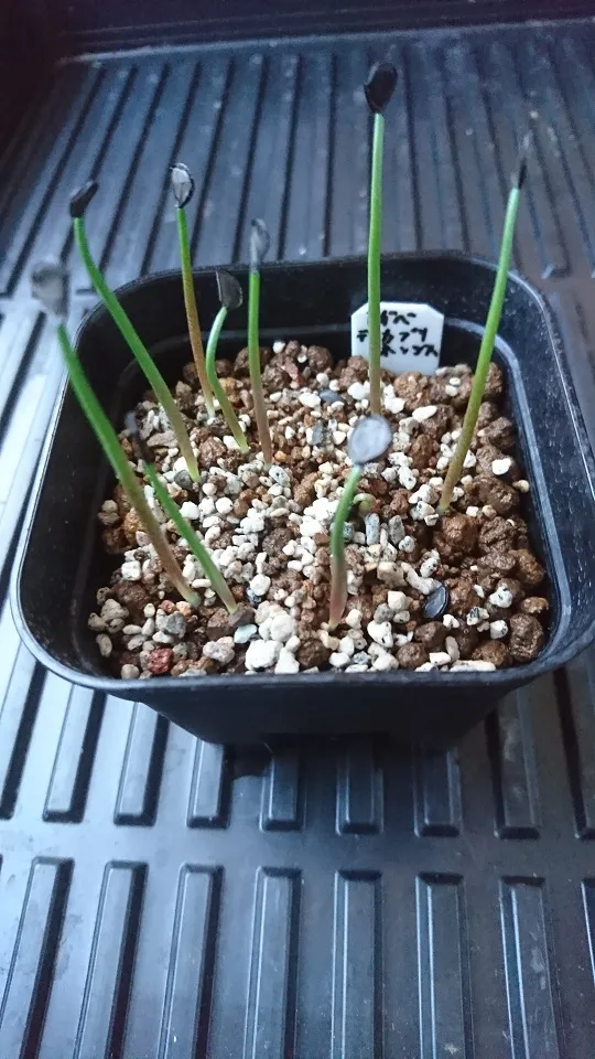 Agave temacapulinensis (アガベ テマカプリネンシス)