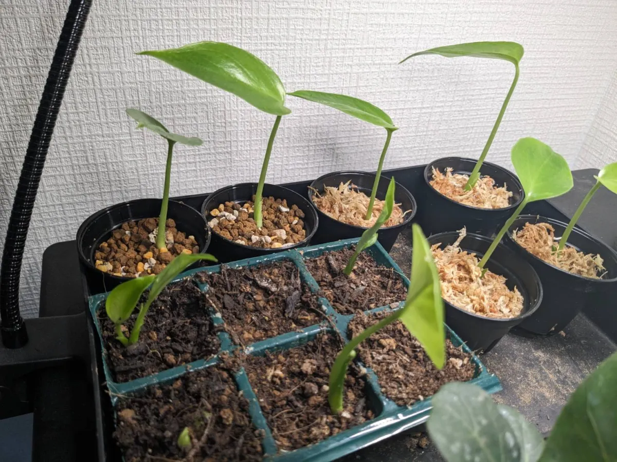 Monstera deliciosa Tauerii (モンステラ タウエリー)