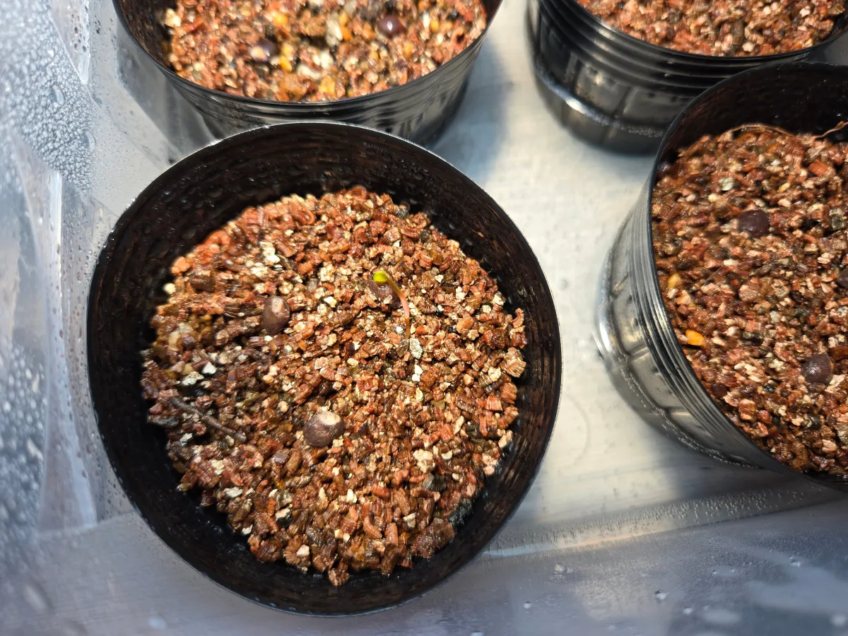 Operculicarya decaryi (オペルクリカリア デカリー)