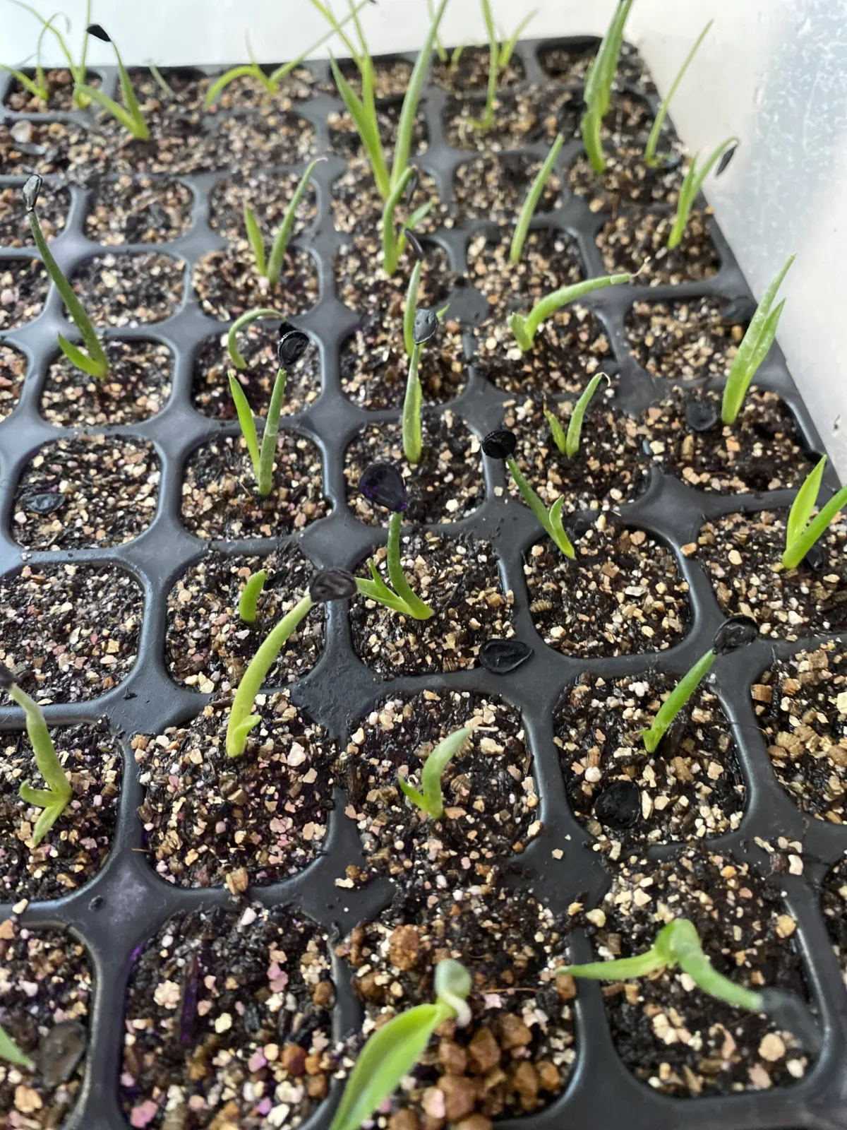 Agave parryi var. truncata (アガベ パリー トランカータ)