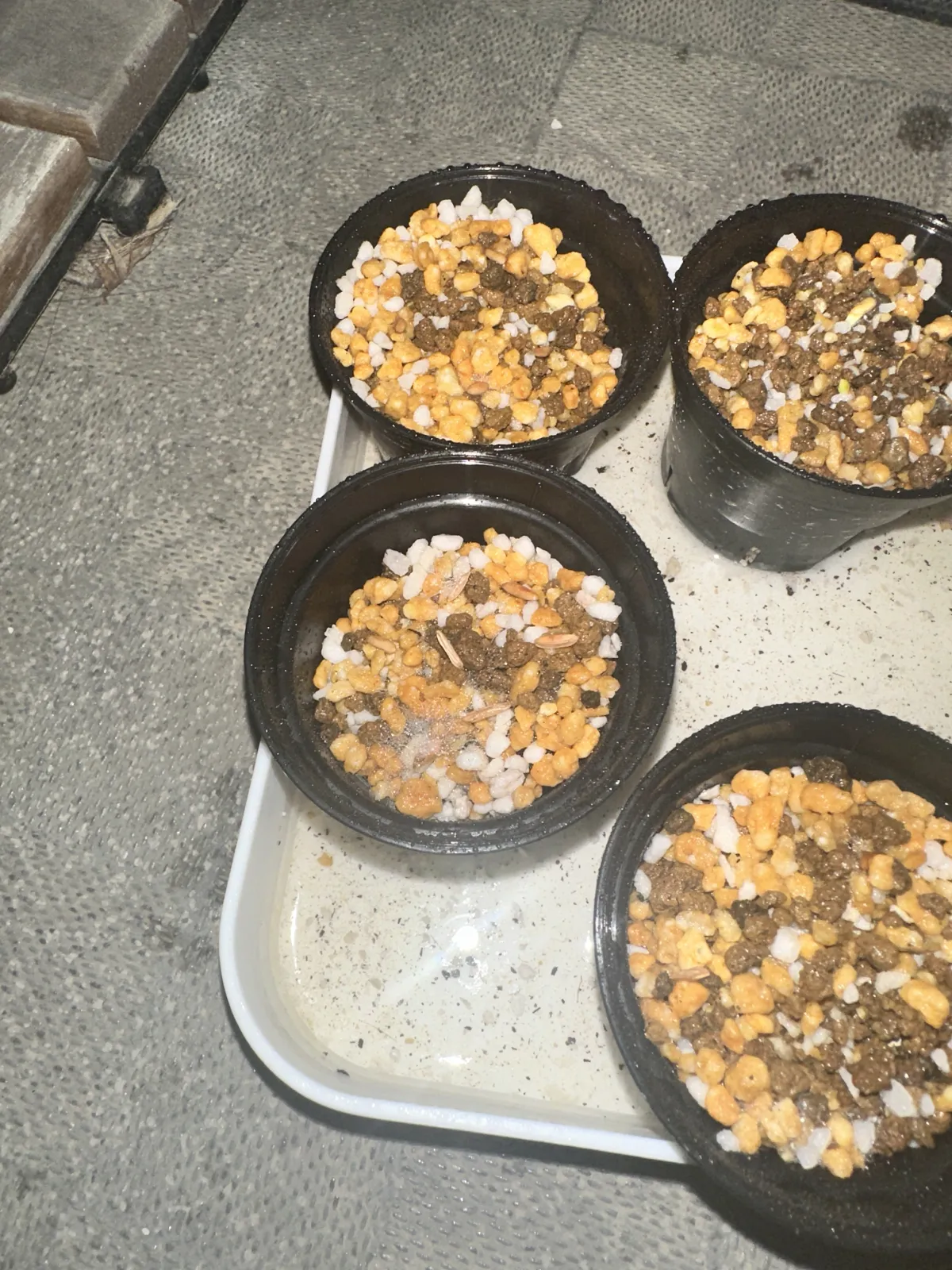 [無料種子] 発芽難 パキポディウム グラキリス　 Pachypodium rosulatum var. gracilius