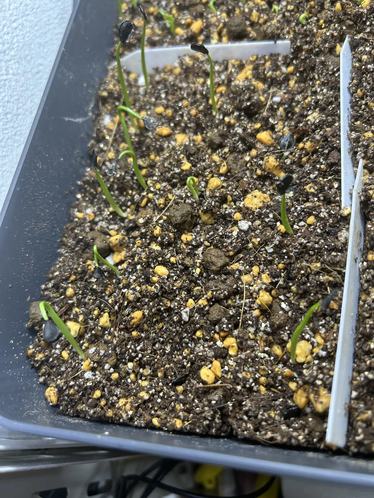 Agave macroacantha (アガベ マクロアカンサ 八荒殿)