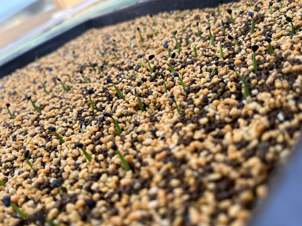 Agave utahensis var. eborispina (アガベ エボリスピナ)