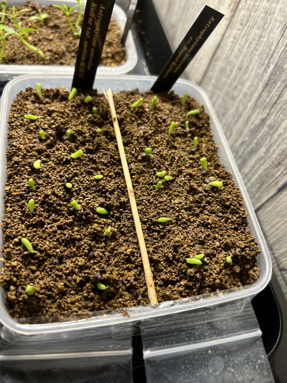 Astrophytum asterias var. nudum (アストロフィツム 瑠璃兜)