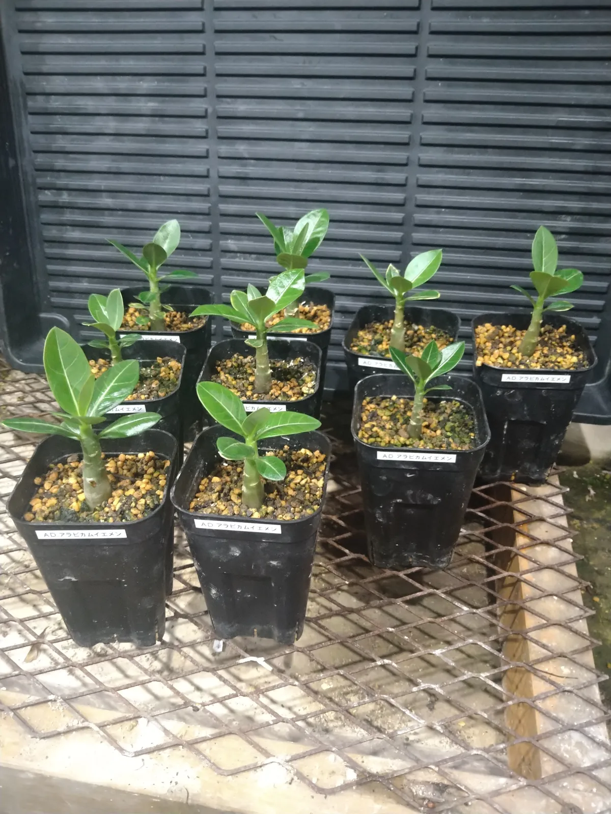 Adenium arabicum (アデニウム アラビカム イエメン)