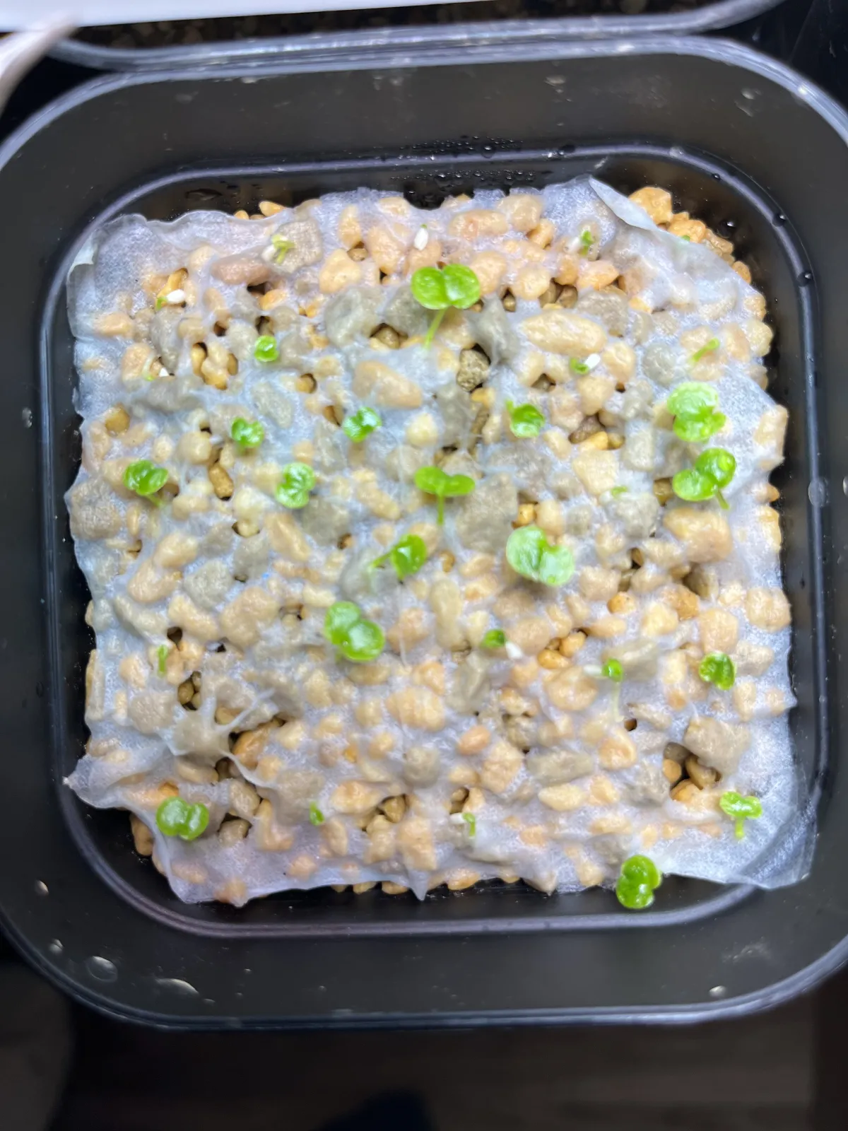 Philodendron bipinnatifidum (フィロデンドロン ビピンナティフィダム)