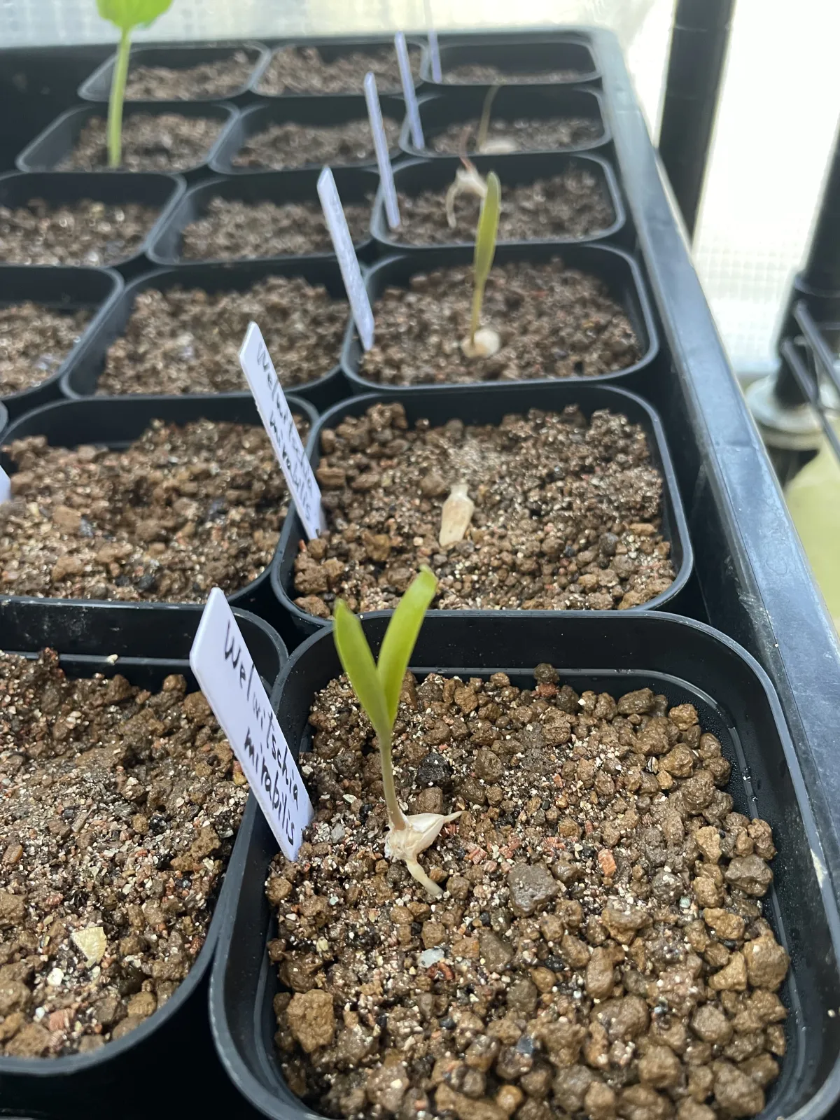 Welwitschia mirabilis (ウェルウィッチア ミラビリス 奇想天外)