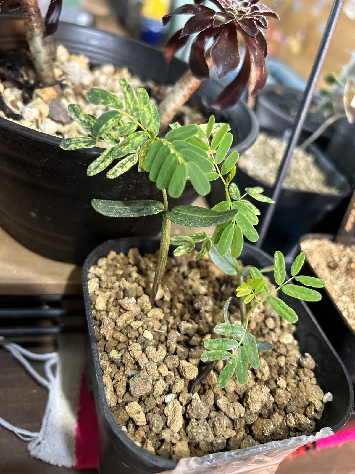 Senna meridionalis (センナ メリディオナリス)