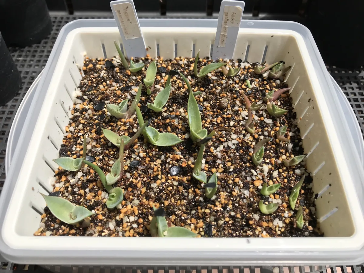 Agave garciae-mendozae (アガベ ガルシアメンドーサ)