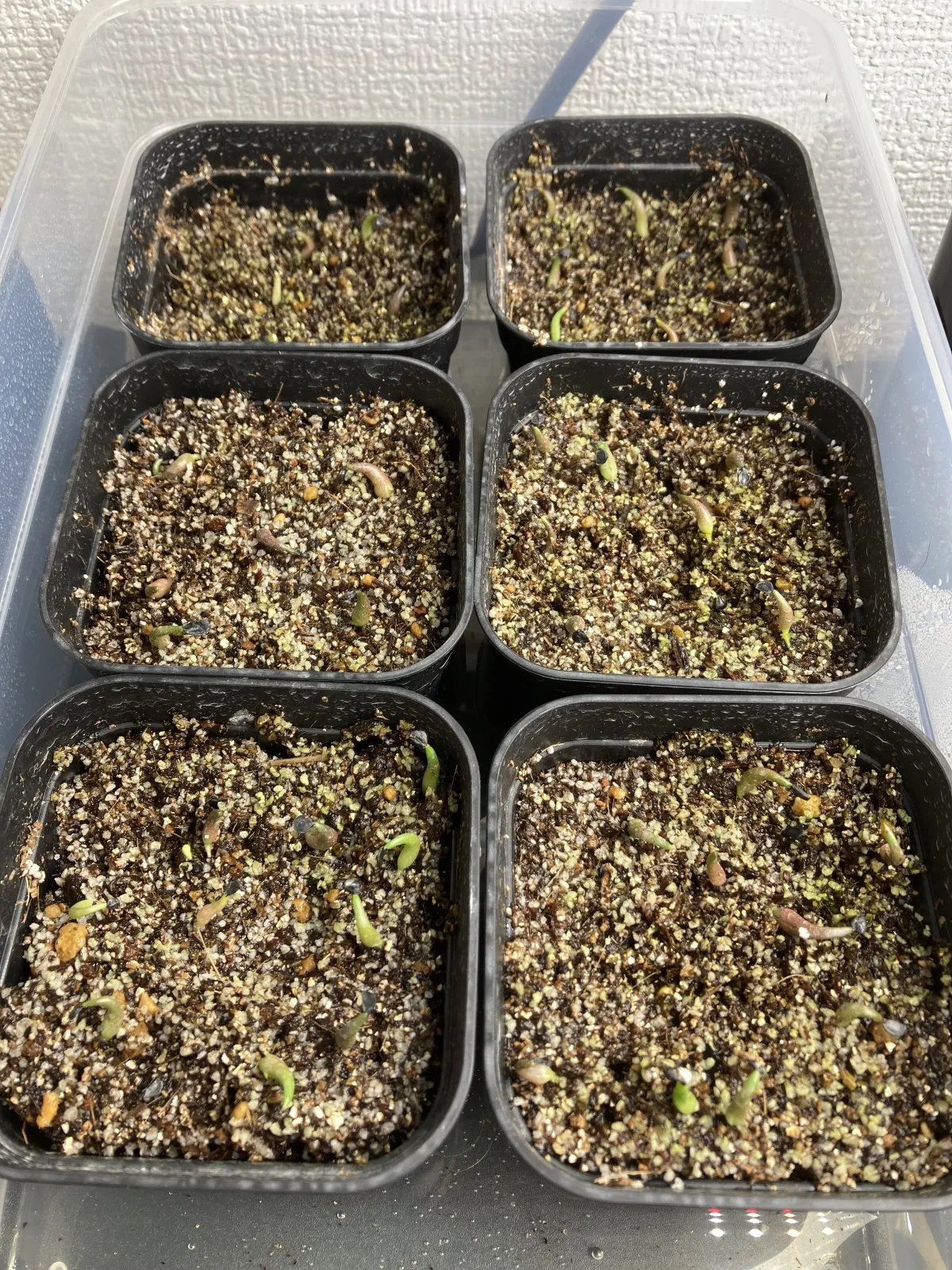 Agave oteroi (アガベ オテロイ)