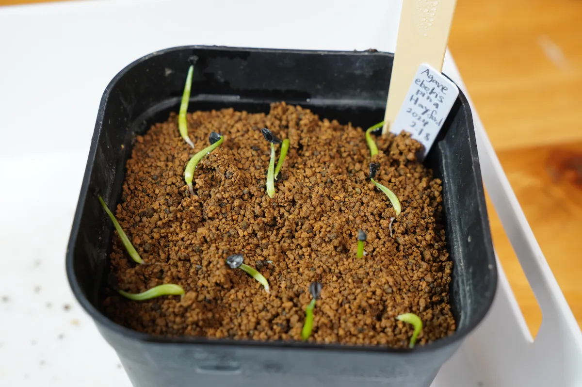 Agave utahensis var. eborispina 'Hayford' (アガベ エボリスピナ ヘイフォード)