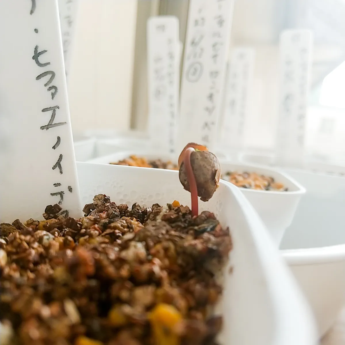 Commiphora hyphaenoides sp. tulear (コミフォラ ヒファエノイデス)